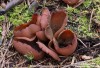 Řasnatka hnědá (Houby), Peziza badia (Fungi)